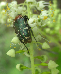 Leucocelis
