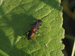 Macrophya annulata