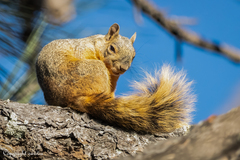 Sciurus nayaritensis