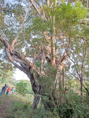 Ficus pringlei