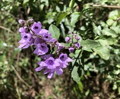 Prostanthera melissifolia