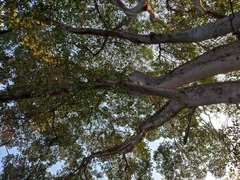 Ficus pringlei