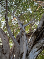 Ficus pringlei