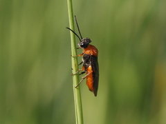 Dolerus germanicus