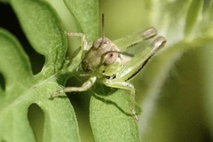 Melanoplinae