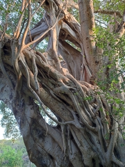 Ficus pringlei