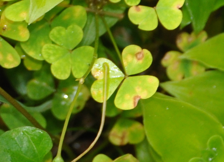 Oxalis rust from Waikanae, New Zealand on October 28, 2022 at 0245 PM by Tony Wills · iNaturalist