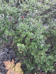 Arctostaphylos sensitiva