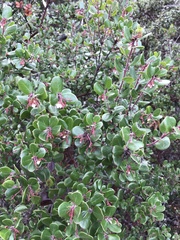 Arctostaphylos sensitiva