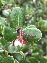 Arctostaphylos sensitiva