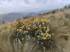 Pentacalia