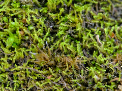 Cephaloziella
