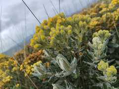 Pentacalia