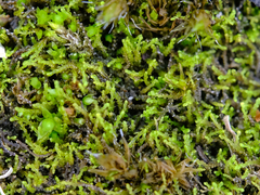 Cephaloziella