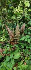 Blechnum occidentale