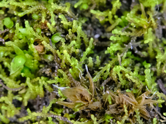 Cephaloziella