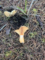 Lactarius aurantiosordidus
