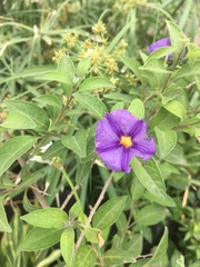 Lycianthes rantonnetii