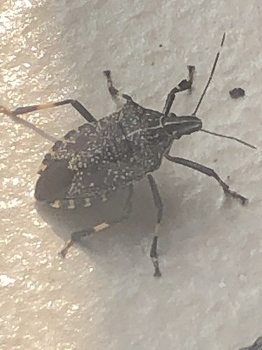 Yellow-spotted Stink Bug