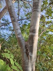 Lysiloma divaricatum