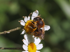 Osmia aurulenta