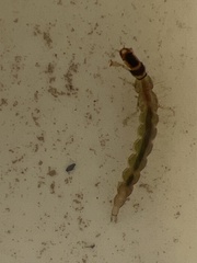 Hydrobiosidae