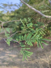 Lysiloma divaricatum