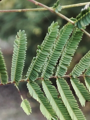 Lysiloma divaricatum