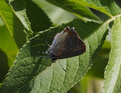 Satyrium acaciae