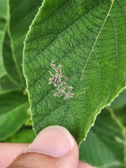 Dialectica