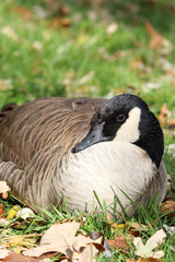 Branta canadensis