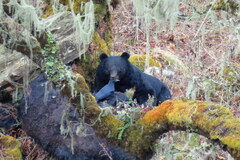 Ursus thibetanus laniger
