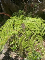 Dennstaedtiaceae