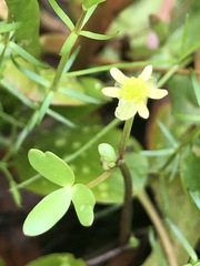 Ranunculus amphitrichus