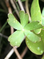 Ranunculus amphitrichus