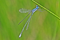 Lestes forficula