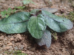 Strobilanthes reptans