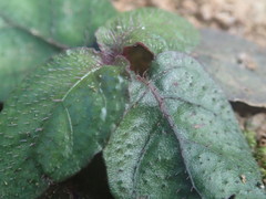 Strobilanthes reptans