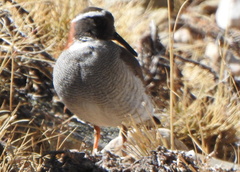 Phegornis mitchellii