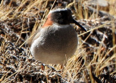 Phegornis mitchellii