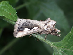 Didugua argentilinea