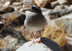 Phegornis mitchellii