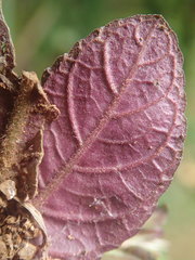Strobilanthes reptans