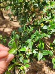 Alyxia ruscifolia