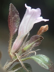 Strobilanthes reptans
