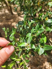 Alyxia ruscifolia