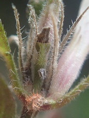 Strobilanthes reptans