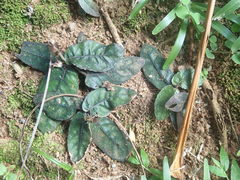 Strobilanthes reptans