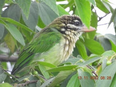 Psilopogon viridis
