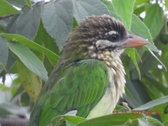Psilopogon viridis